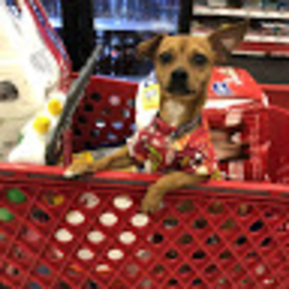 Meet your Posher, Lulu